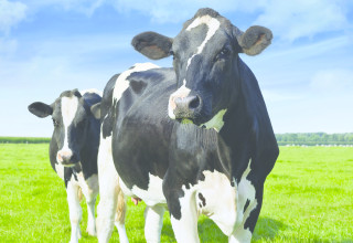 Shutterstock 121542205 cows in field listing