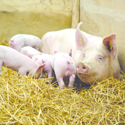Shutterstock sow and piglets3489026 detail