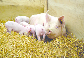 Shutterstock sow and piglets3489026 listing