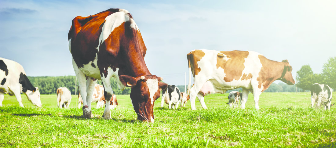 Shutterstock cows field 215859100 banner