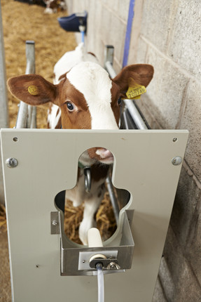 calf on feeder