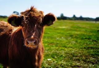 Bull calf heifer ko 162240 listing