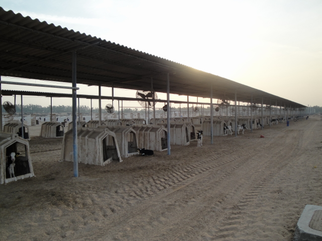 Cow shed in Dubai