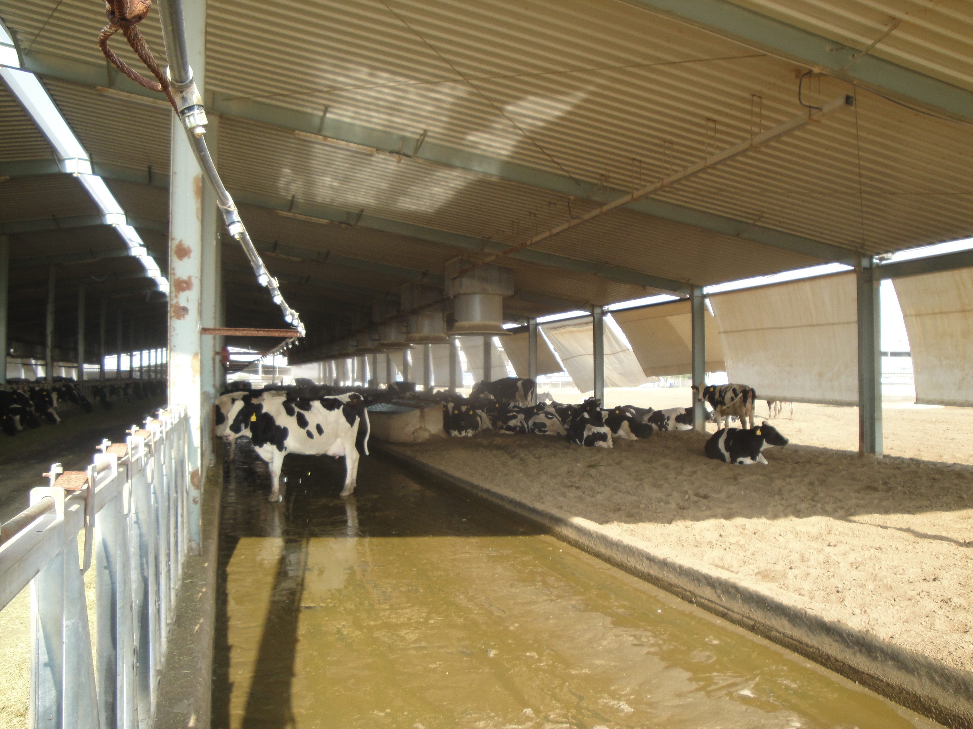 Inside the cowshed