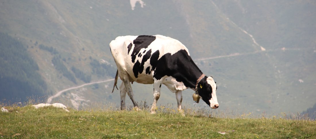 Dairy cow mountains
