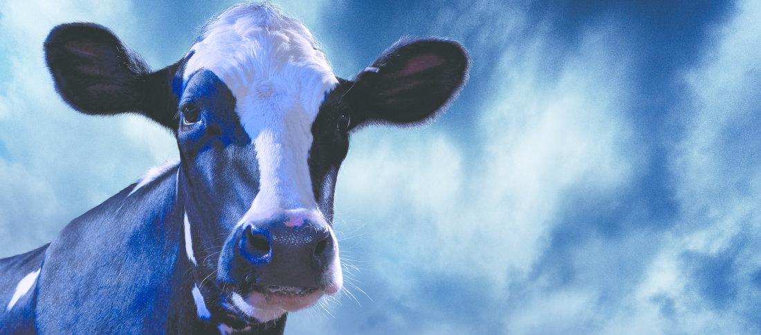 Hero cow image deep banner