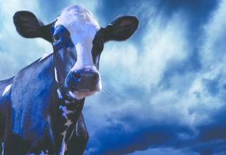 Hero cow image deep listing