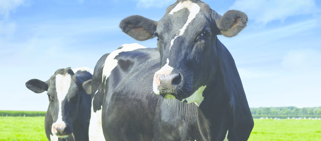 Shutterstock 121542205 cows in field banner