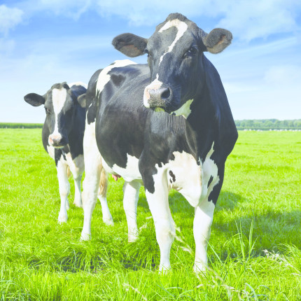 Shutterstock 121542205 cows in field detail