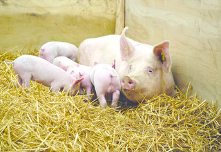 Shutterstock sow and piglets3489026 listing