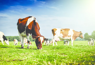 Shutterstock cows field 215859100 listing