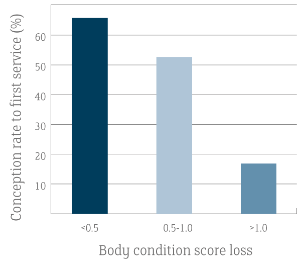 Conception-Rate