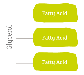 Triglyceride