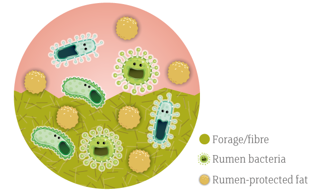 Rumen-protected-fats