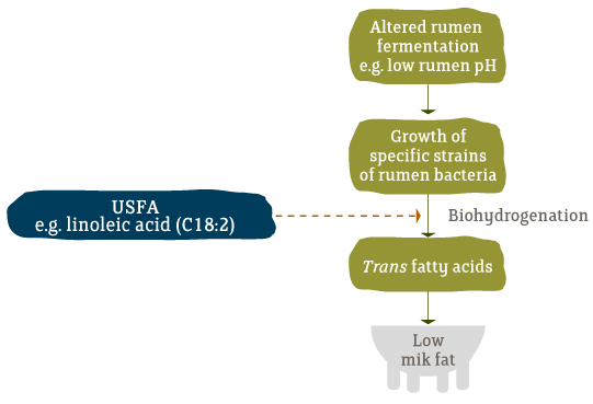 Biohydrogenation-Pathway