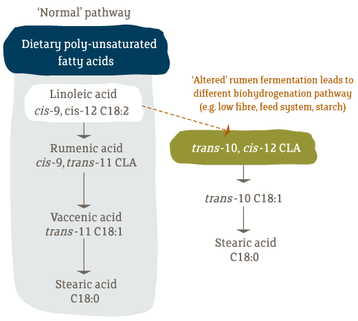 Altered-Biohydrogenation-pathway2