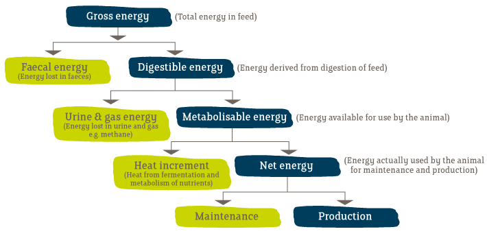 How is Energy Used By Animals | Megalac