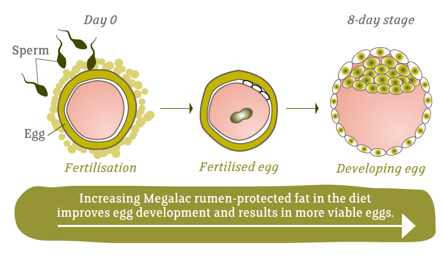 Fertilisation