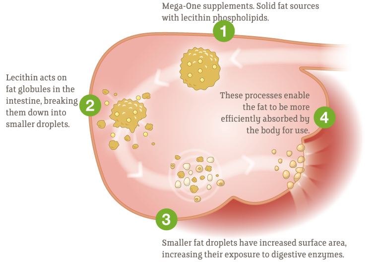 Lecithin