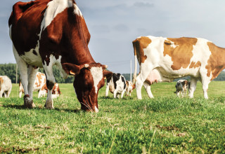 Cows field 2 listing