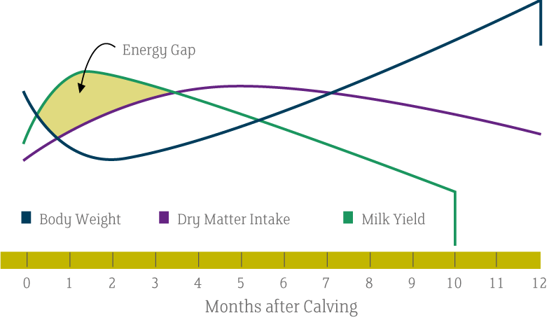 Energy Gap