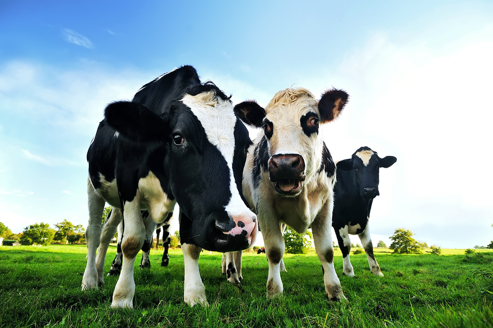 best bypass fat for dairy cows,