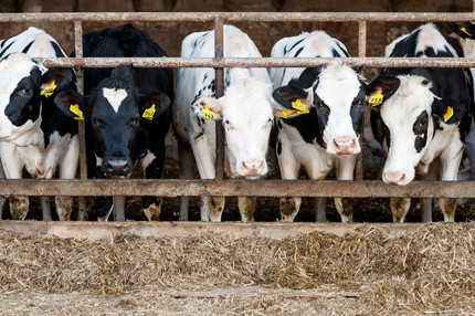 Cows feeding