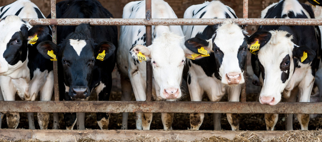 16 cows in stalls banner