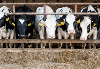 16 cows in stalls listing