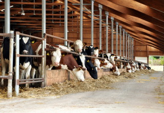Guide to feeding youngstock through winter listing