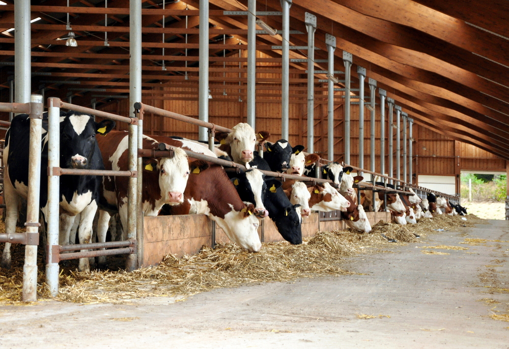 Herd2homes discount