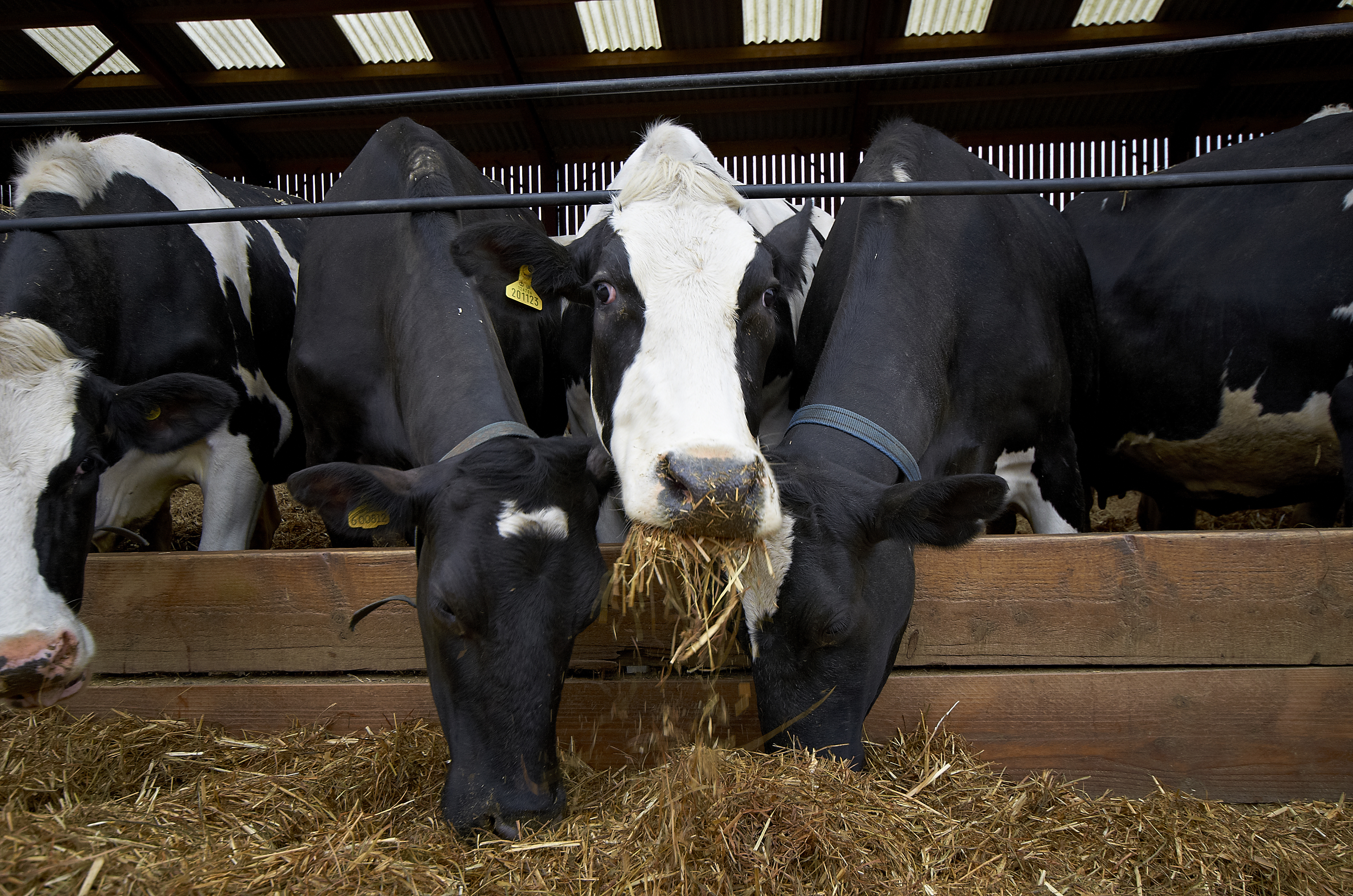 How to maintain a healthy rumen in dairy cattle