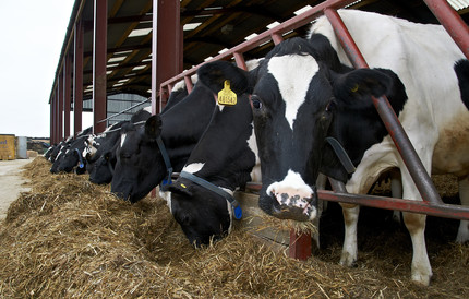 Silage