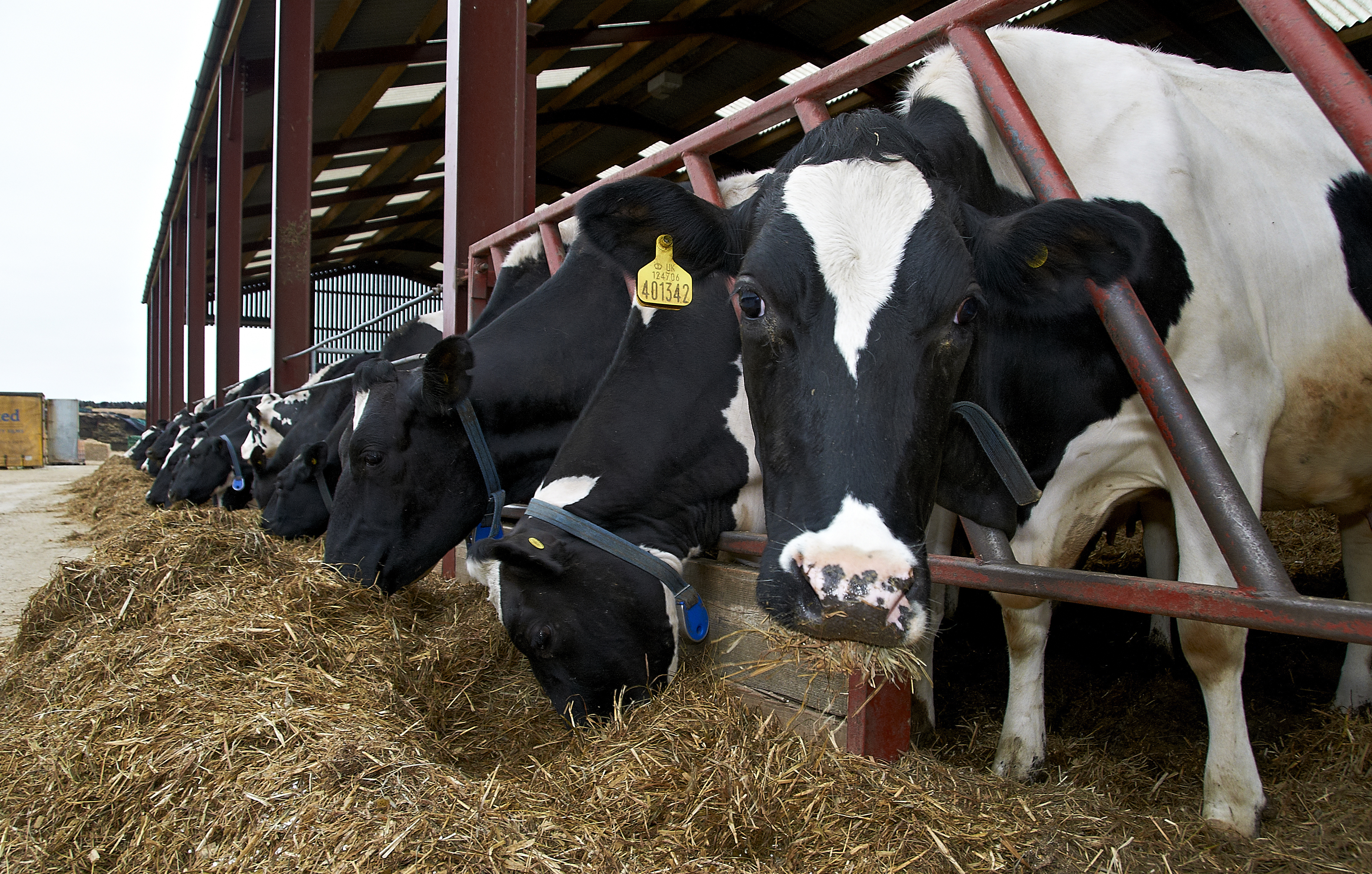 Super greens: why silage is great for dairy cows (and dairy farmers)