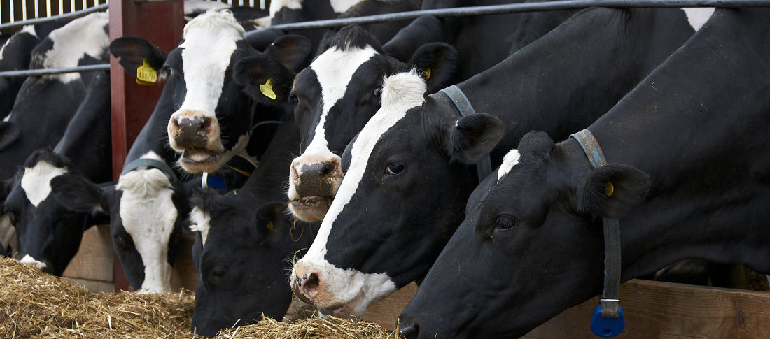 How to improve dairy cow fertility through nutrition 