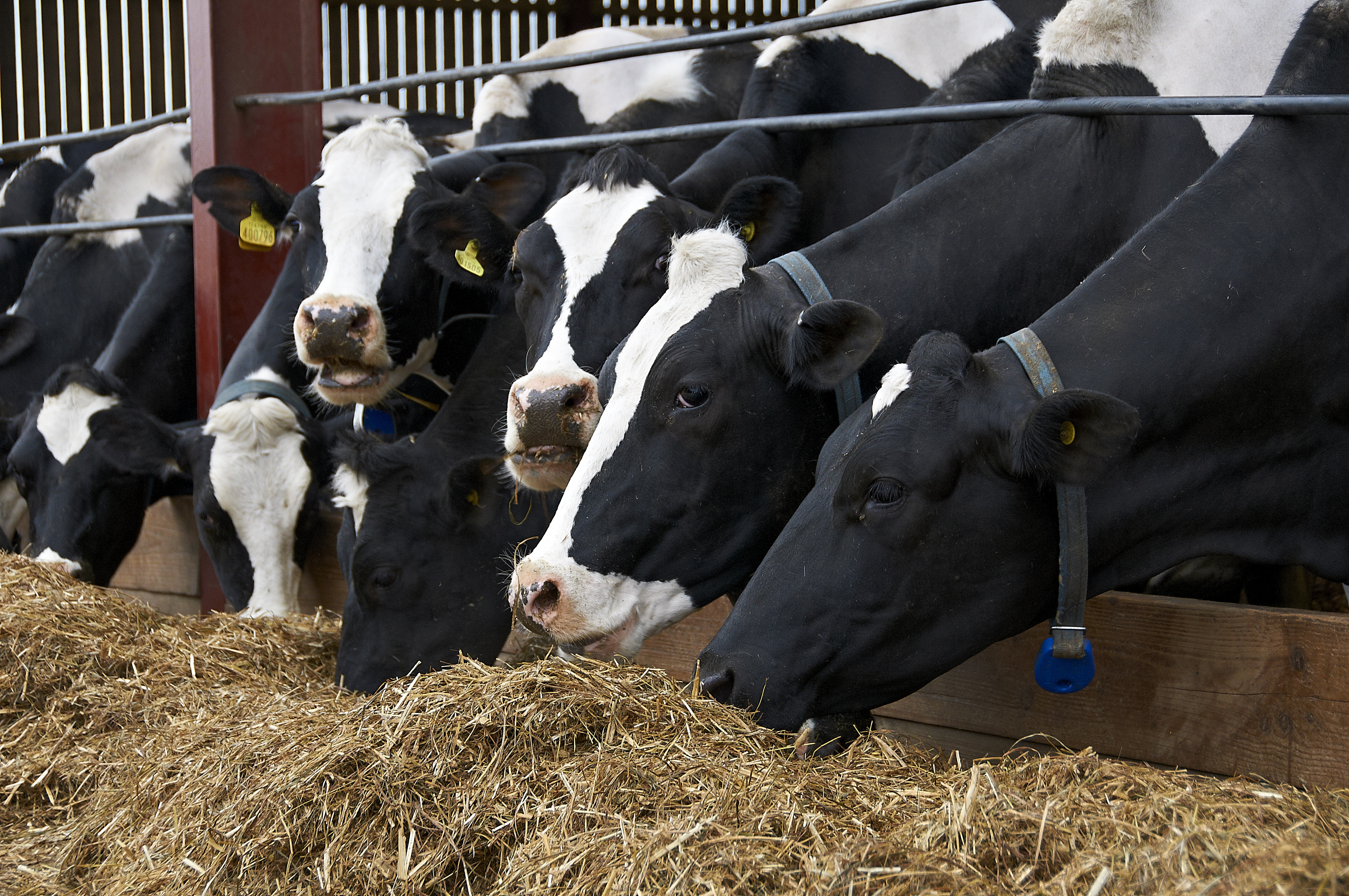 How to improve dairy cow fertility through nutrition
