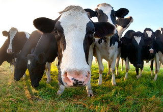 Cows stomachsdreamstime xxl 48710543 listing