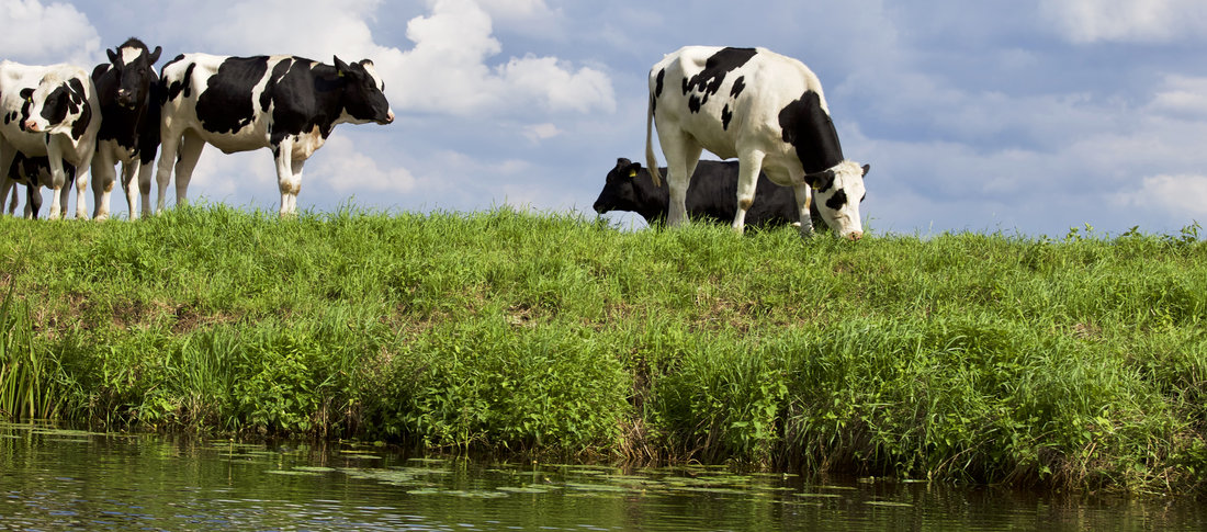 21 dairycow5 banner
