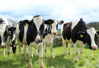 32 dairycow11 listing