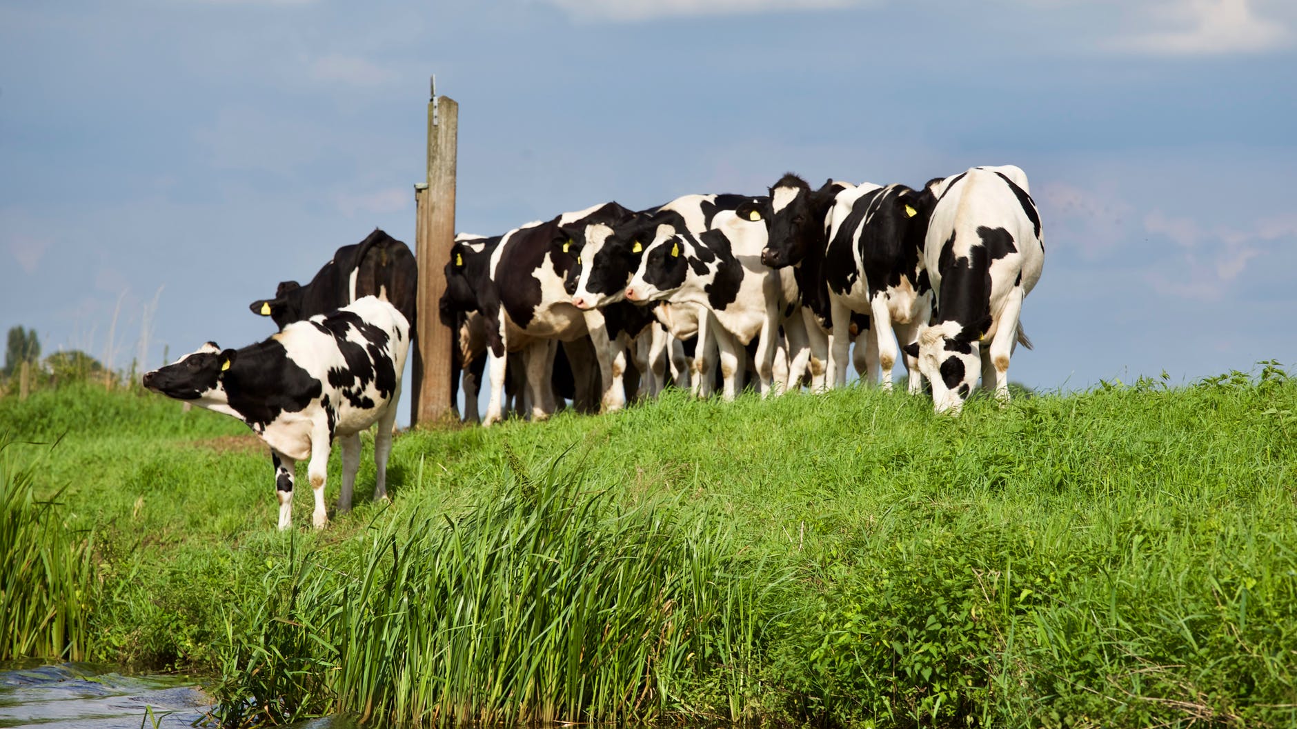 Meet the fats that can transform dairy cows’ productivity