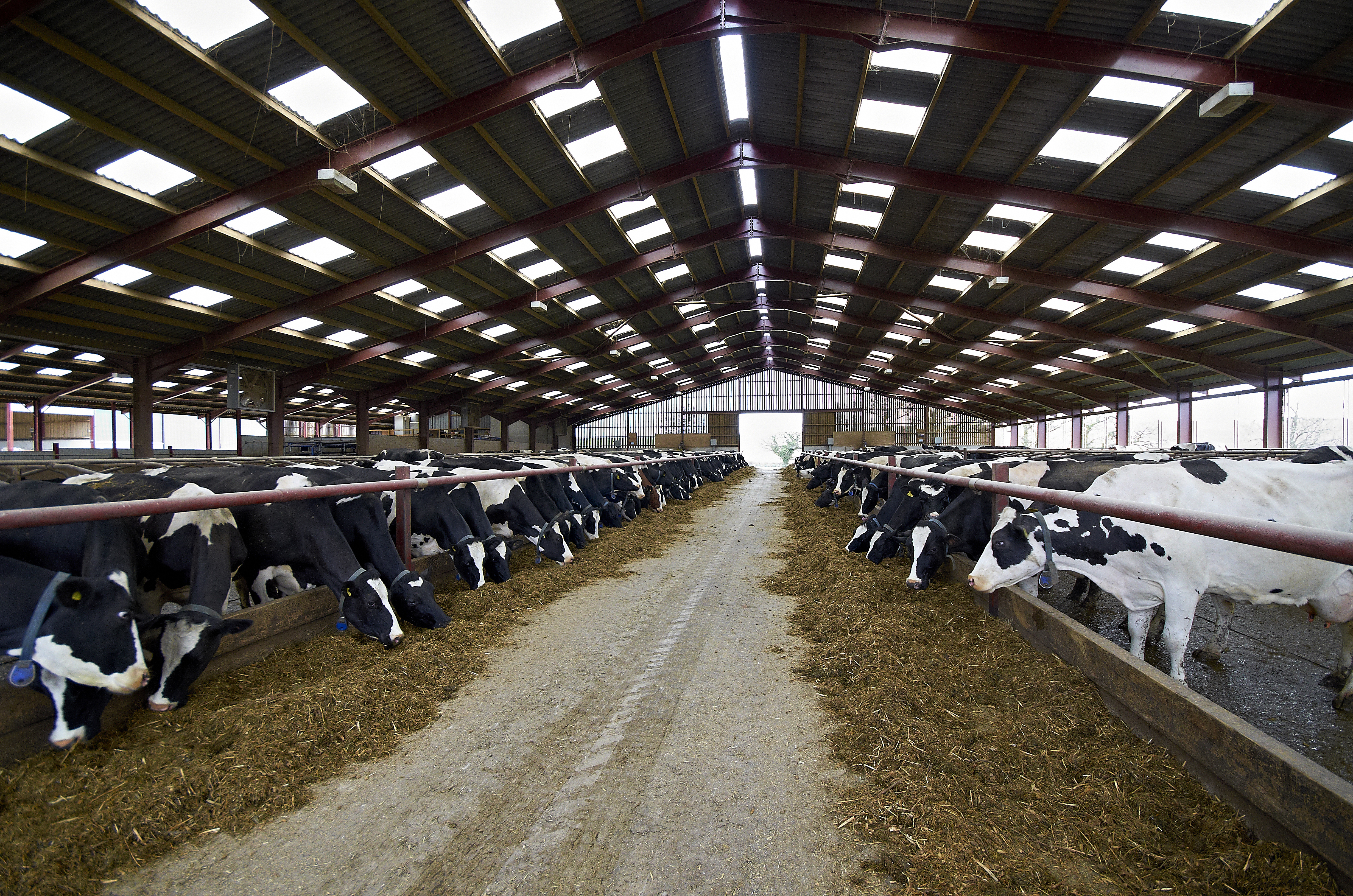 Are Happy Dairy Cows More Productive