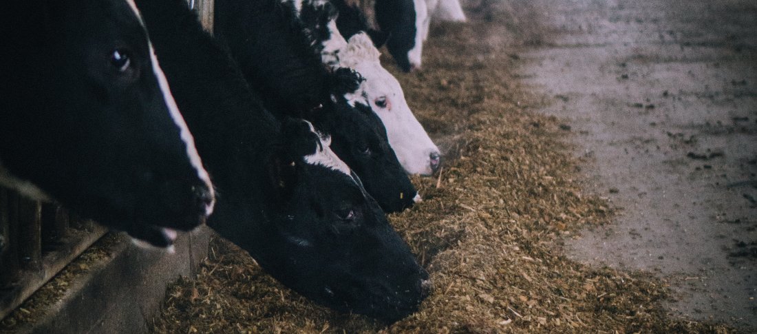 Amber kipp 1242870 unsplash banner
