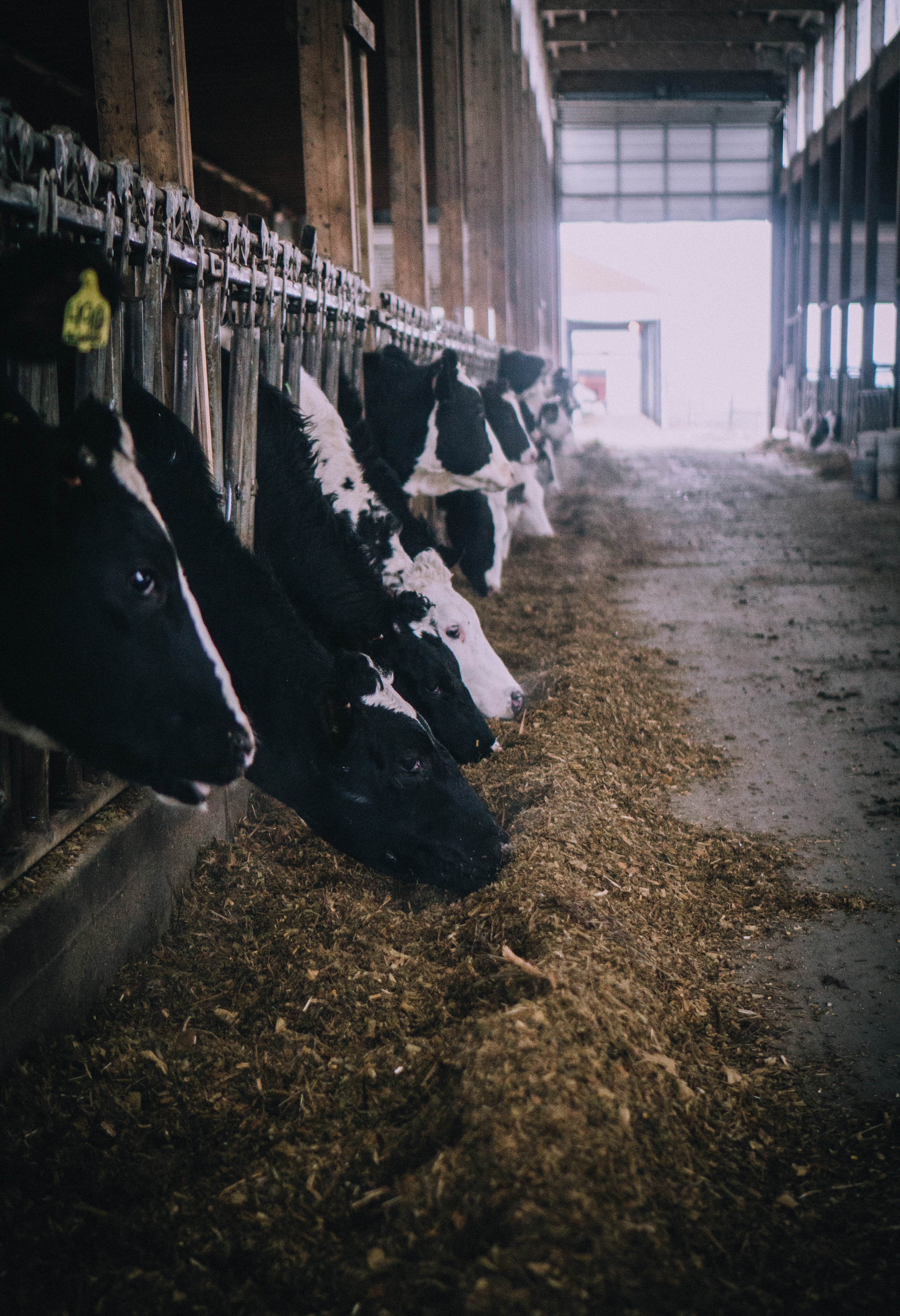 Cows-eating-silage