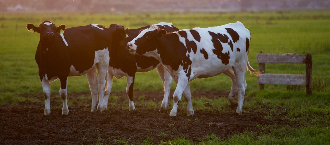 Animal animal photography blur 422218 banner