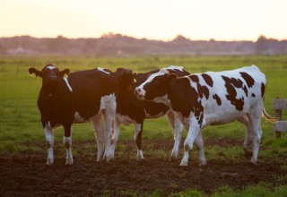 Animal animal photography blur 422218 listing