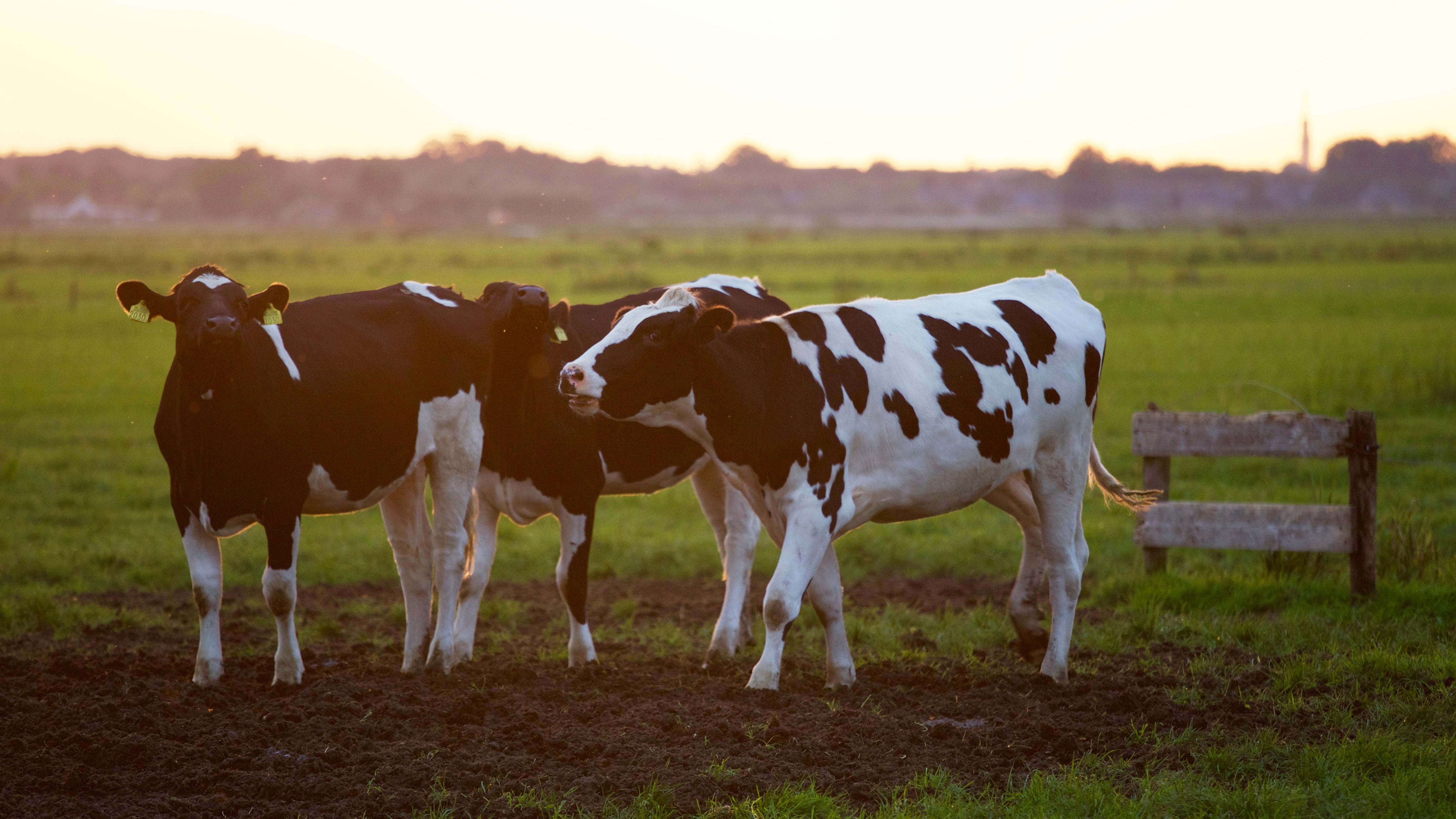 7 Ways To Keep Your Dairy Herd Healthy This Summer