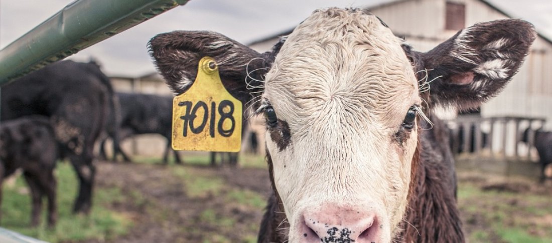 Calf 362170 960 720 banner