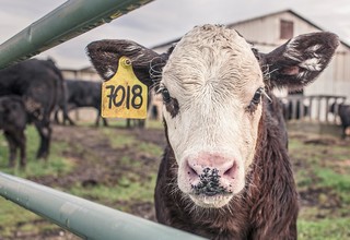 Calf 362170 960 720 listing