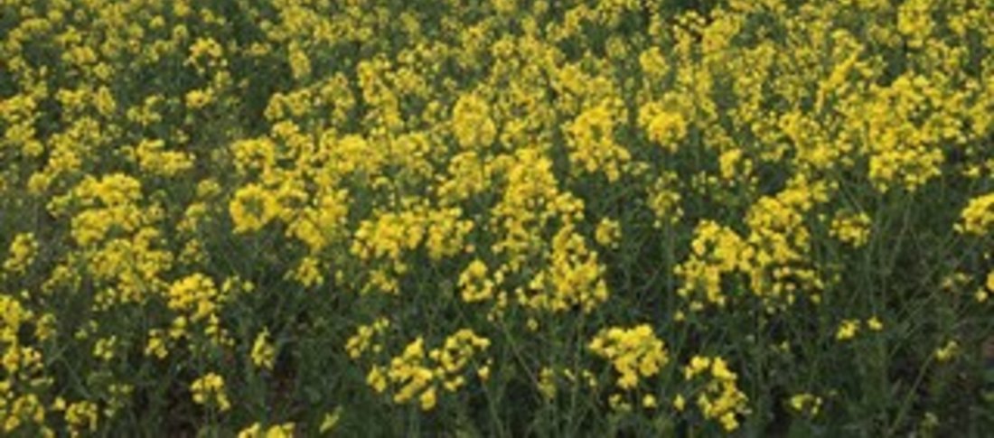 Rapeseed field banner