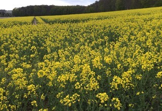 Rapeseed field listing